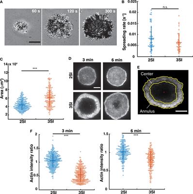 Cytotoxic T Lymphocyte Activation Signals Modulate Cytoskeletal Dynamics and Mechanical Force Generation